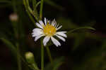 White panicle aster